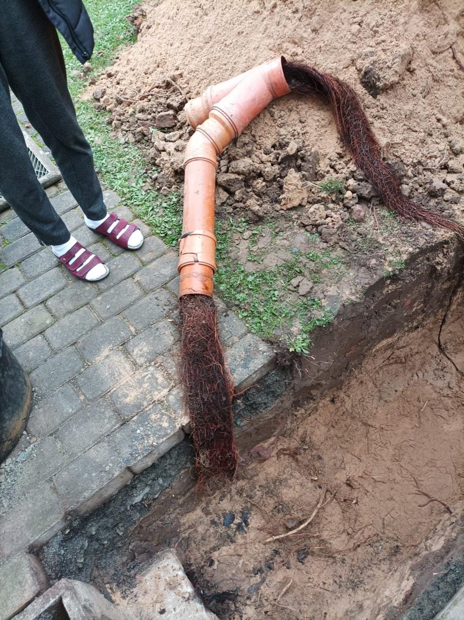 Aus einer Rohrverbindung gezogener Wurzelballen